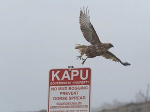 Hawaiian Hawk