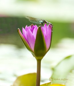 Water Lily and Dragonfly