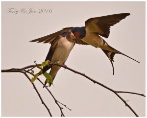 Swallows feeding on the wing.