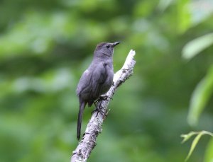 Gray Catbird