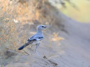 Pander's Ground Jay