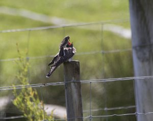 cuckoo, the successful deceiver.