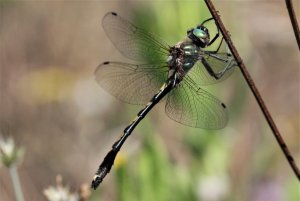 Orange-spotted Emerald Dragonfly