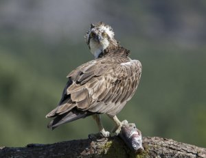 osprey and the 'phoenix' impersonation.
