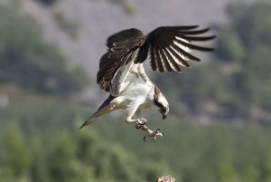 near touch down for this male osprey