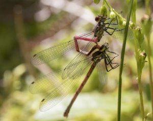 two Red Damselflies taking in the sun