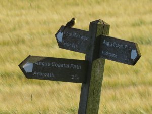 yellowhammer