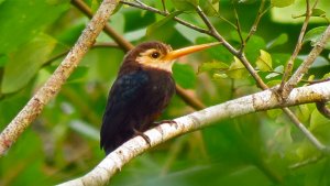 White-throated Jacamar (Brachygabla albogularis)