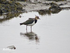 Northern Lapwing