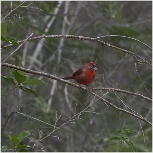 Red-crested Finch (male)