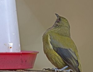 Bellbird