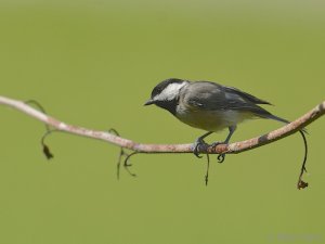 Carolina Chickadee