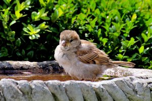 House Sparrow Chick