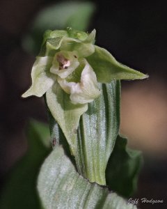 Green-flowered Helleborine - Epipactis phyllanthes