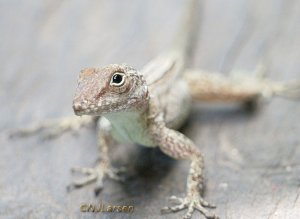 Crested Anole