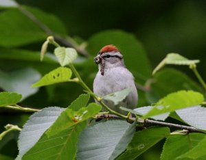 Chipping Sparrow