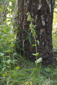 Green-flowered Helleborine - Epipactis phyllanthes