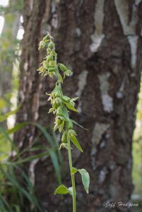 Green-flowered Helleborine - Epipactis phyllanthes