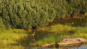 Yellowlegs on the Pond