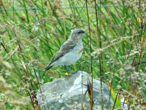 Bird on Mainland Orkney