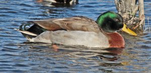 Mallard Drake