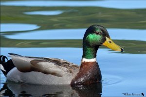 Mallard close up