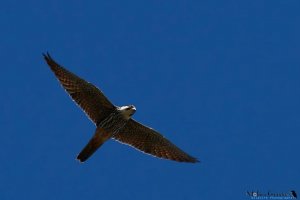 Falco subbuteo in flight