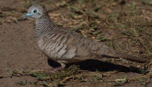 Peaceful Dove