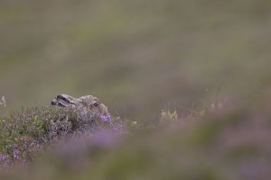 Mountain amongst the approaching purple heather