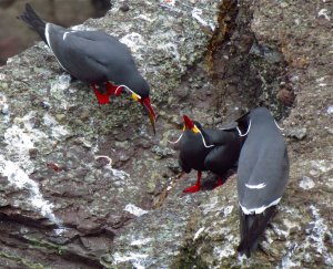 Inca Tern (Larosterna inca)