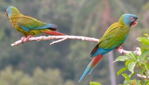 Blue-headed Macaws