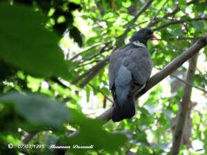 Iranian Wood Pigeon