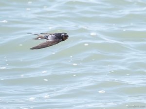 Swallow over the sea