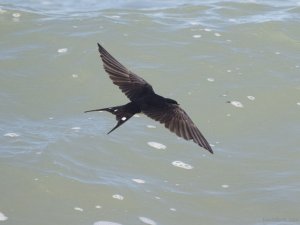 Swallow over the sea II