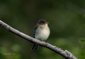 Juvenile Alder Flycatcher (I think)