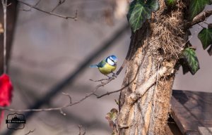 Blue tit