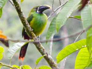 Emerald Toucanet