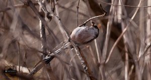 Long-tailed Bushtit