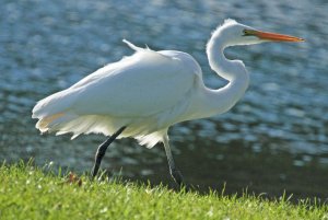 White Heron