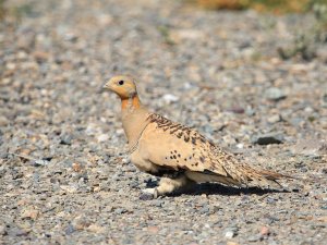 Pallas's Sandgrouse