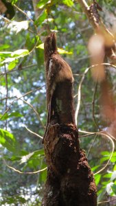 Long-tailed Potoo (Nyctibius aethereus)