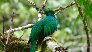 Crested Quetzal (Pharomachrus antisianus)