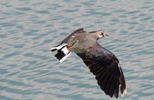 Lapwing