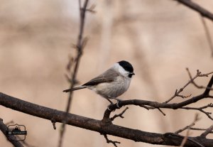 Willow tit