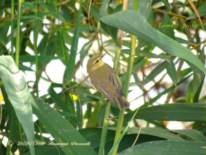 Willow Warbler