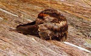 Female Lyre-tailed Nightjar (Uropsalis lyra)