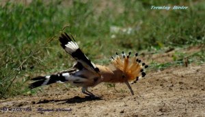 Eurasian Hoopoe