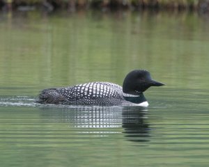 Great Northern Diver