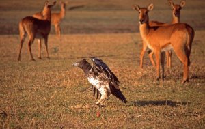 Martial Eagle