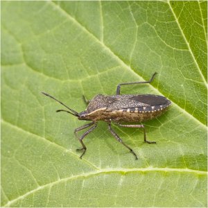 Squash Bug